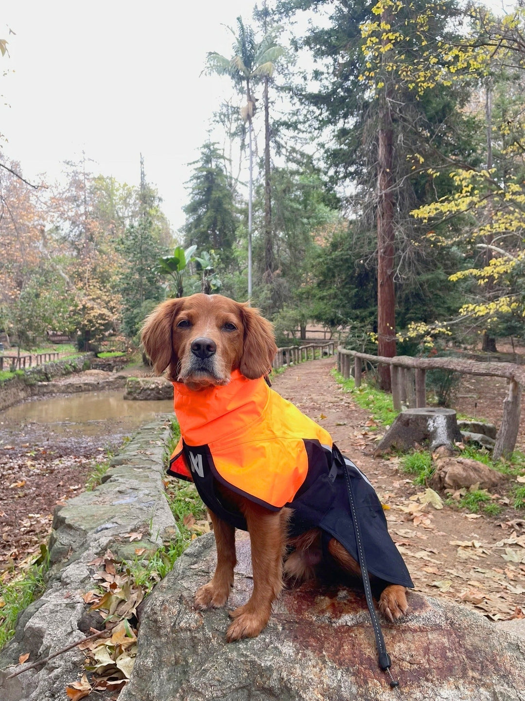 A Super El Niño With Dogs: How to Prepare, Train, and Stay Safe