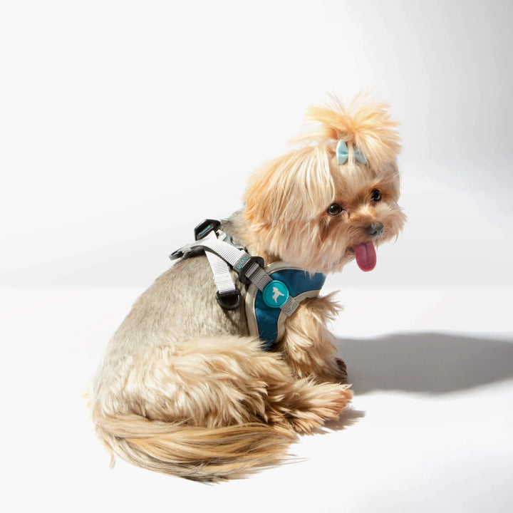 Simple Step-In Harness III