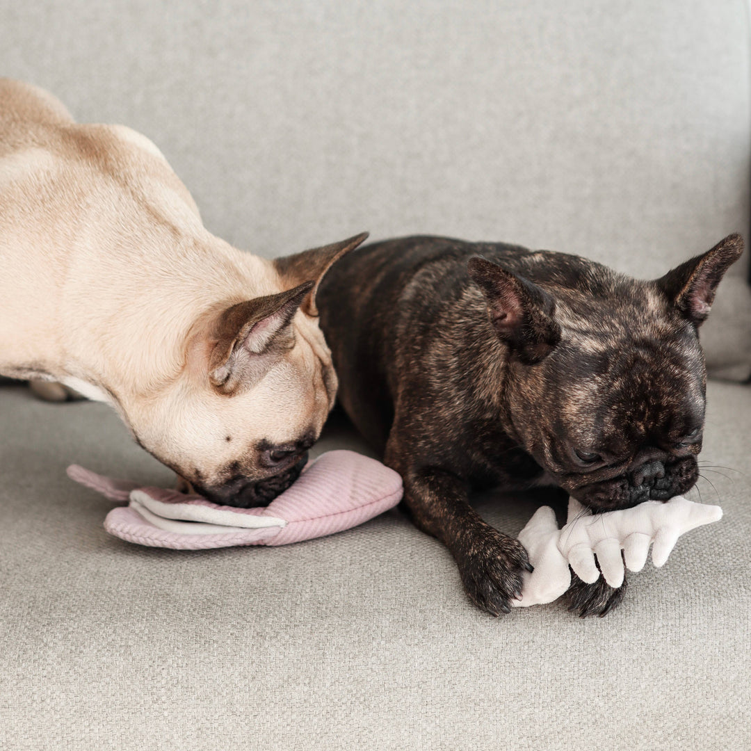 Angel Fish Enrichment Dog Toy - Snuffle + Burrow