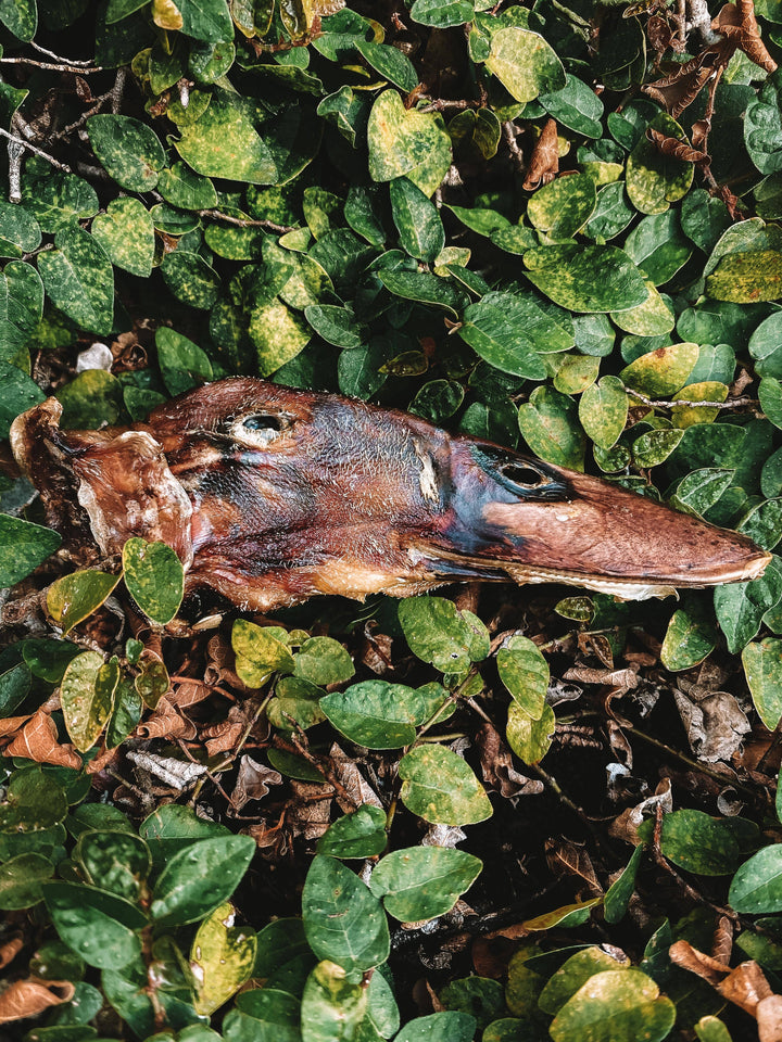 Dehydrated Duck Head