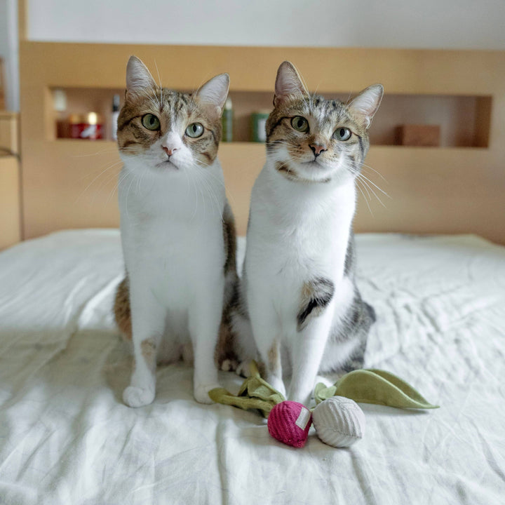 Kitty Radish Cat Toy