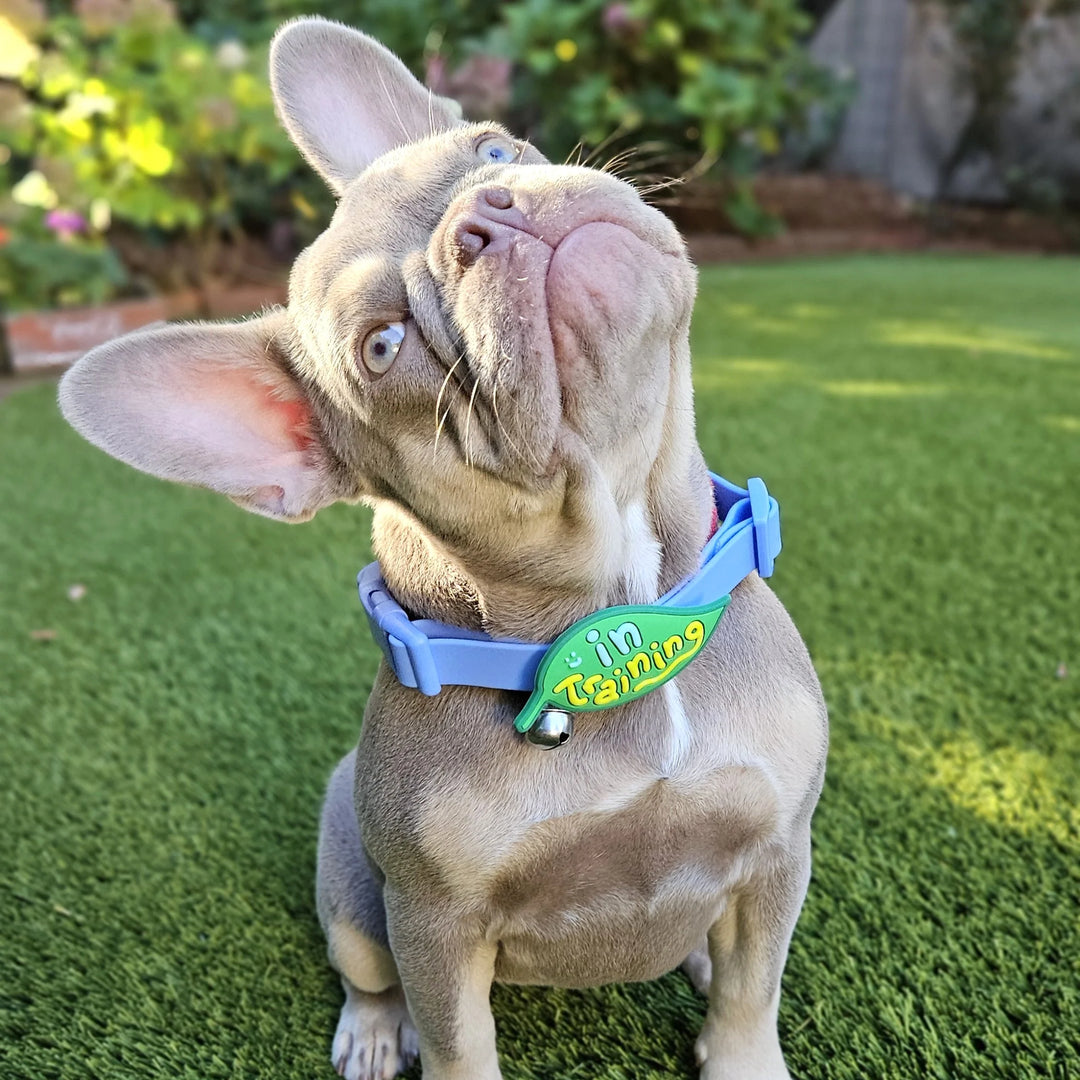 In Training Jiby Dog Charm