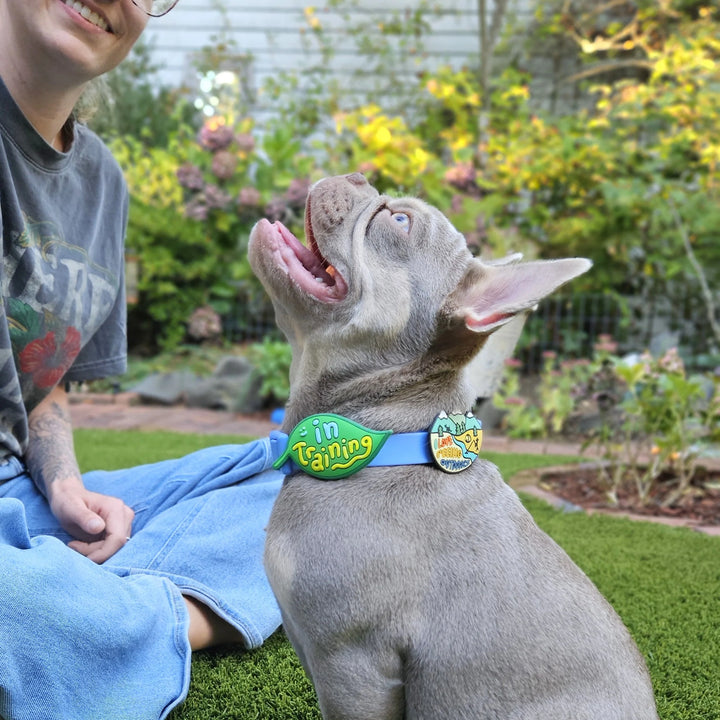 In Training Jiby Dog Charm