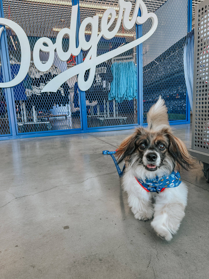 Dog Adjustable Harness - MLB x Peanuts Los Angeles Dodgers