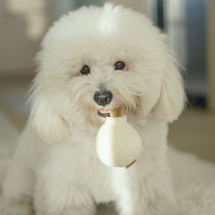 Garlic Pop Enrichment Dog Toy - Mini