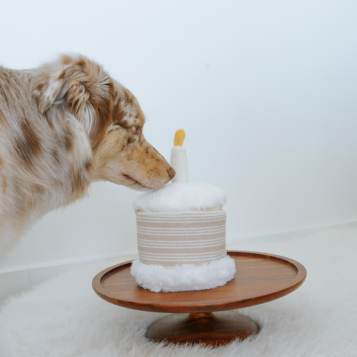 Birthday Cake Snuffle + Burrow Toy Set