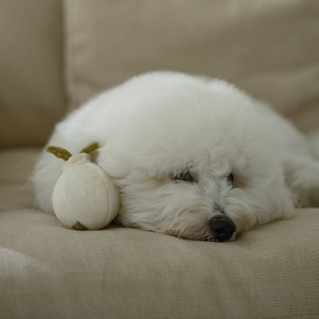 Garlic Pop Enrichment Dog Toy - Mini