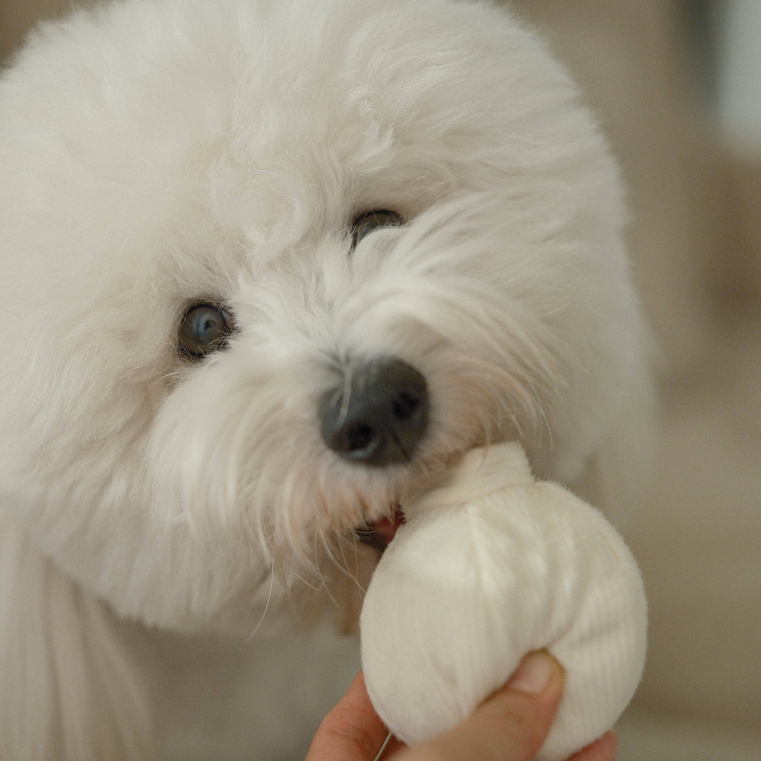 Garlic Pop Enrichment Dog Toy - Mini