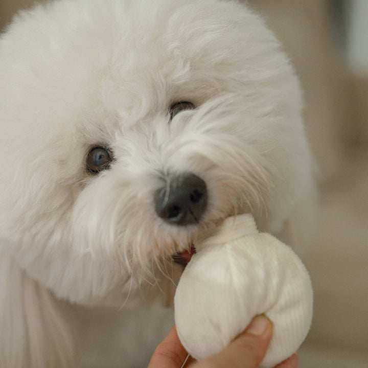 Garlic Pop Enrichment Dog Toy - Mini