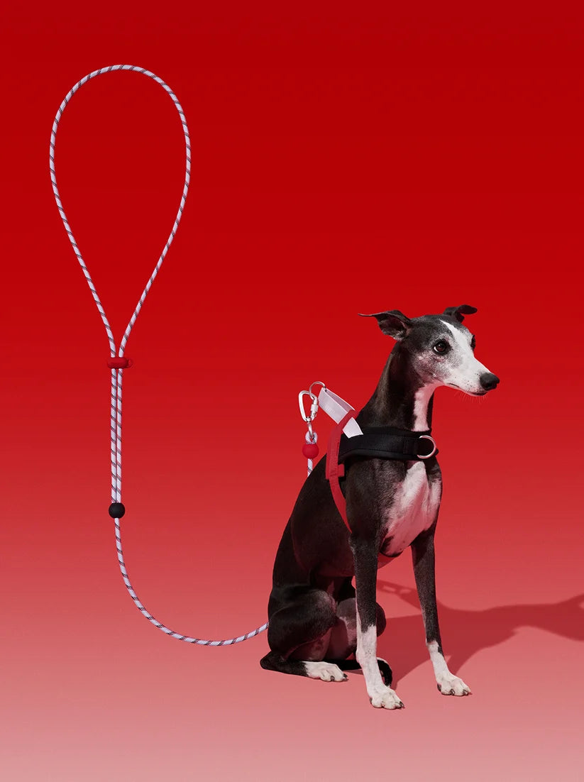 Circuit Connect Premium Classic Hands-Free Rope Leash