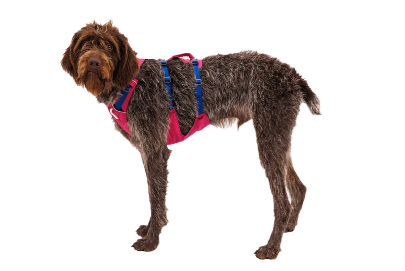 Flagline Dog Harness with Handle