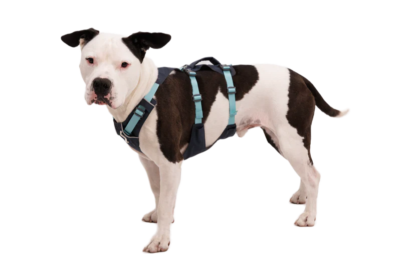Flagline Dog Harness with Handle