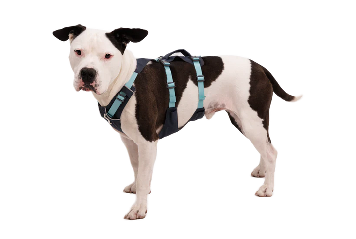 Flagline Dog Harness with Handle