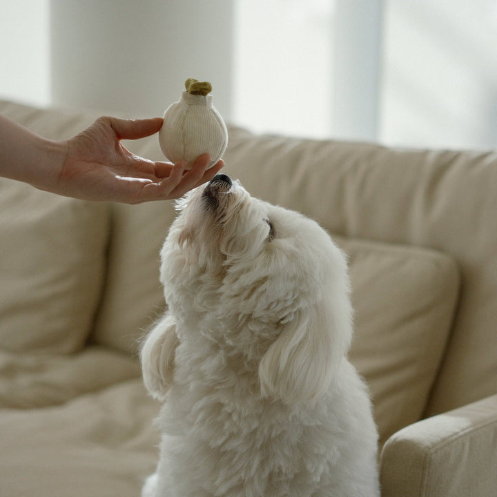 Garlic Pop Enrichment Dog Toy - Mini