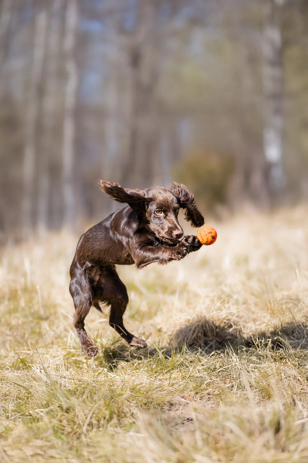 Dog Ball