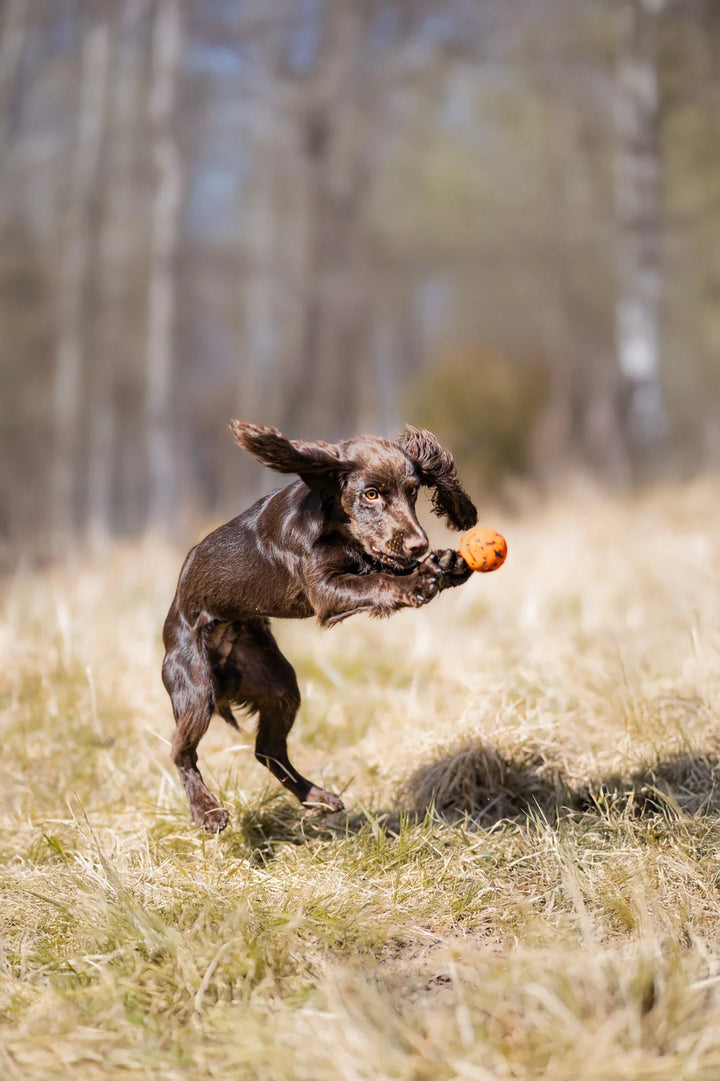 Dog Ball