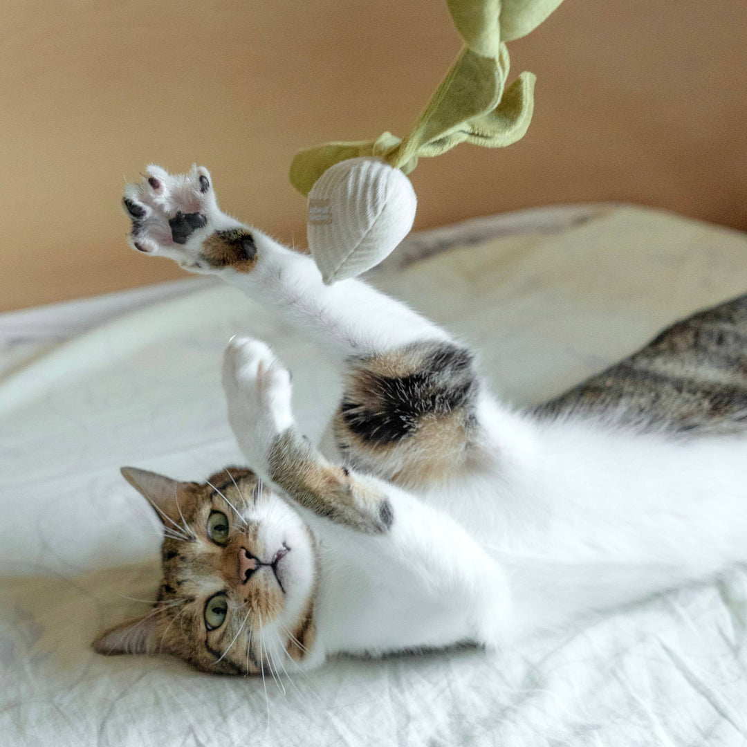 Kitty Radish Cat Toy