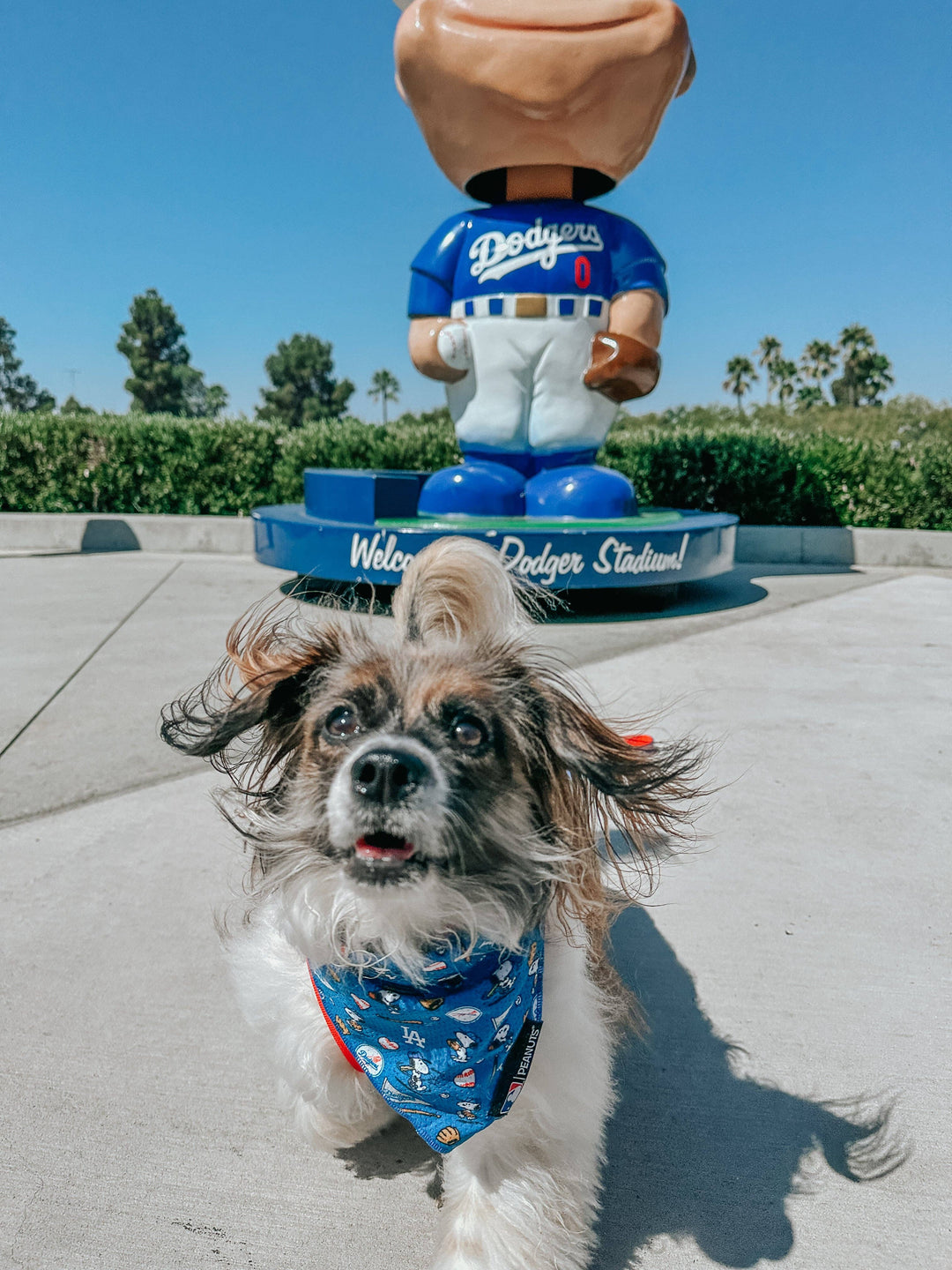 Dog Bandana - MLB x Peanuts LA Dodgers