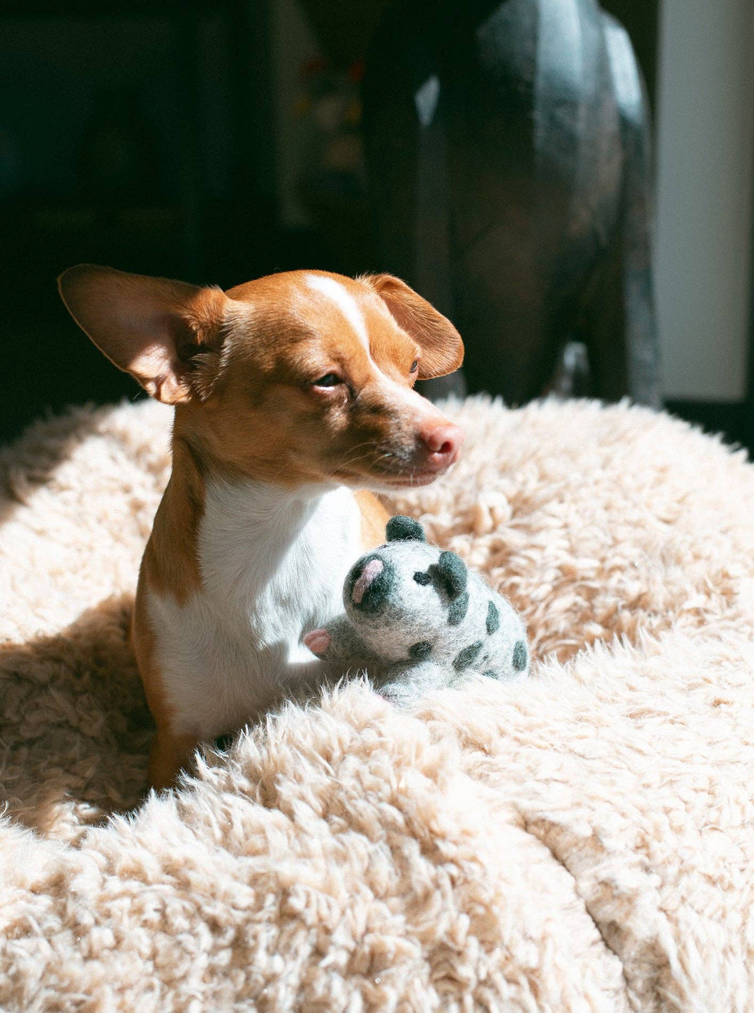 Pig Wool Dog &amp; Cat Toy