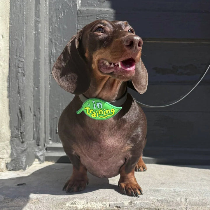 In Training Jiby Dog Charm