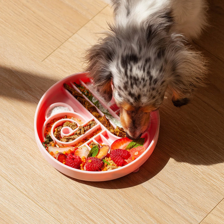 Zoomies Slow Feeder Bowl