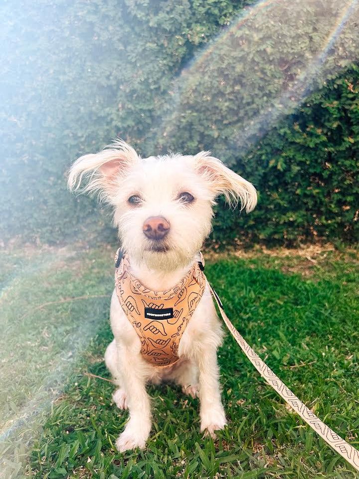 Harness - Shaka Latte