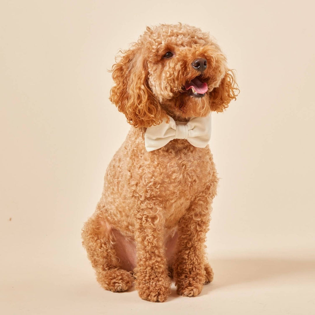 Ivory Velvet Dog Bow Tie