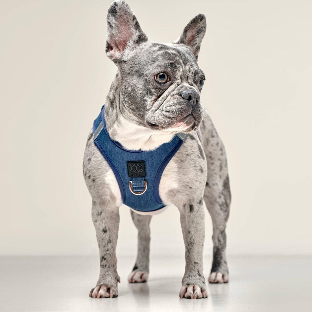SoHo Dog Harness Denim