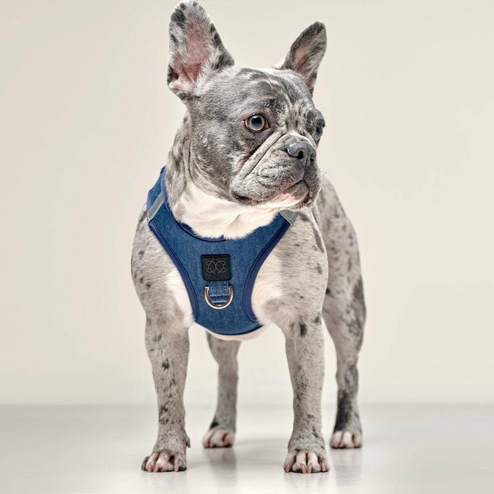 SoHo Dog Harness Denim