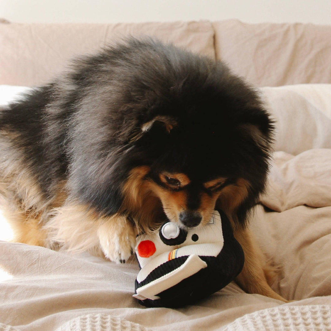 Instant Camera Enrichment Dog Toy