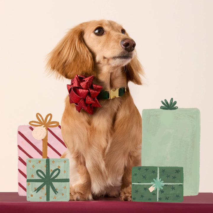 Red Gift Bow Dog Collar