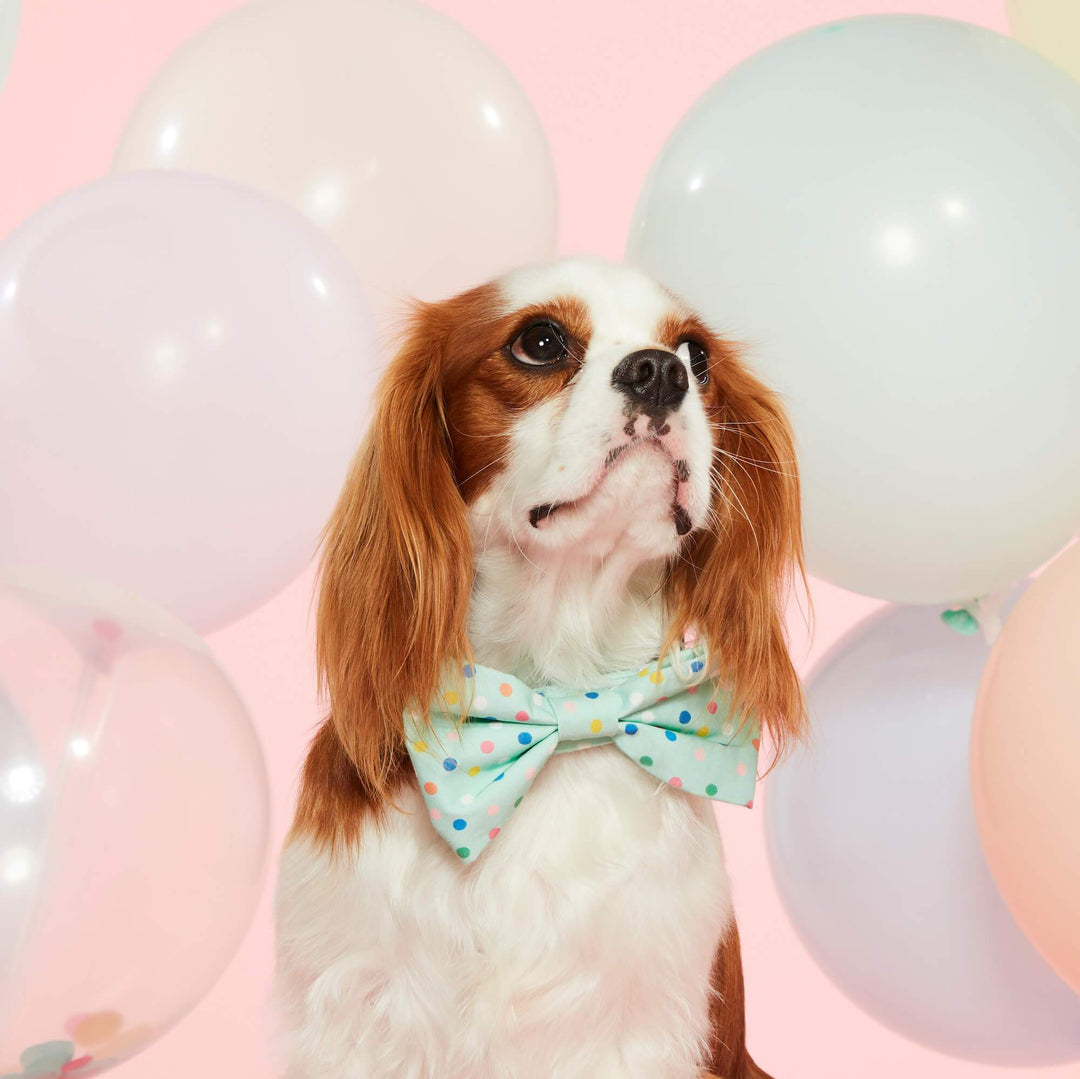 Confetti Dots Dog Bow Tie