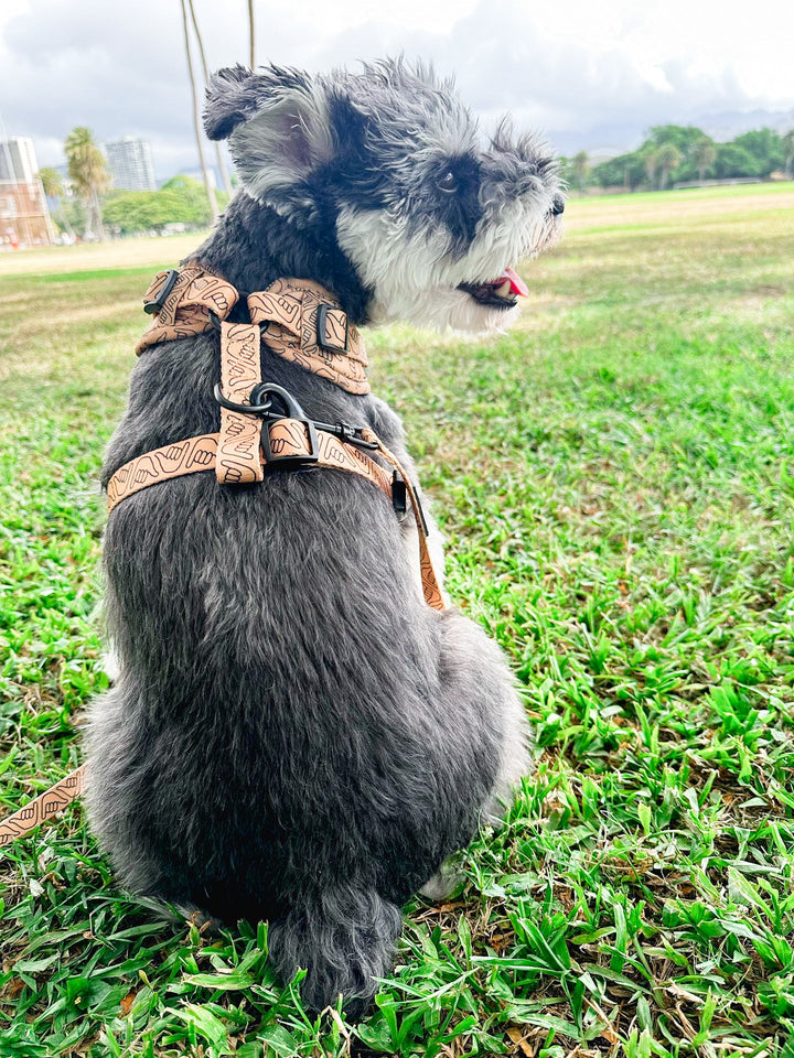 Harness - Shaka Latte