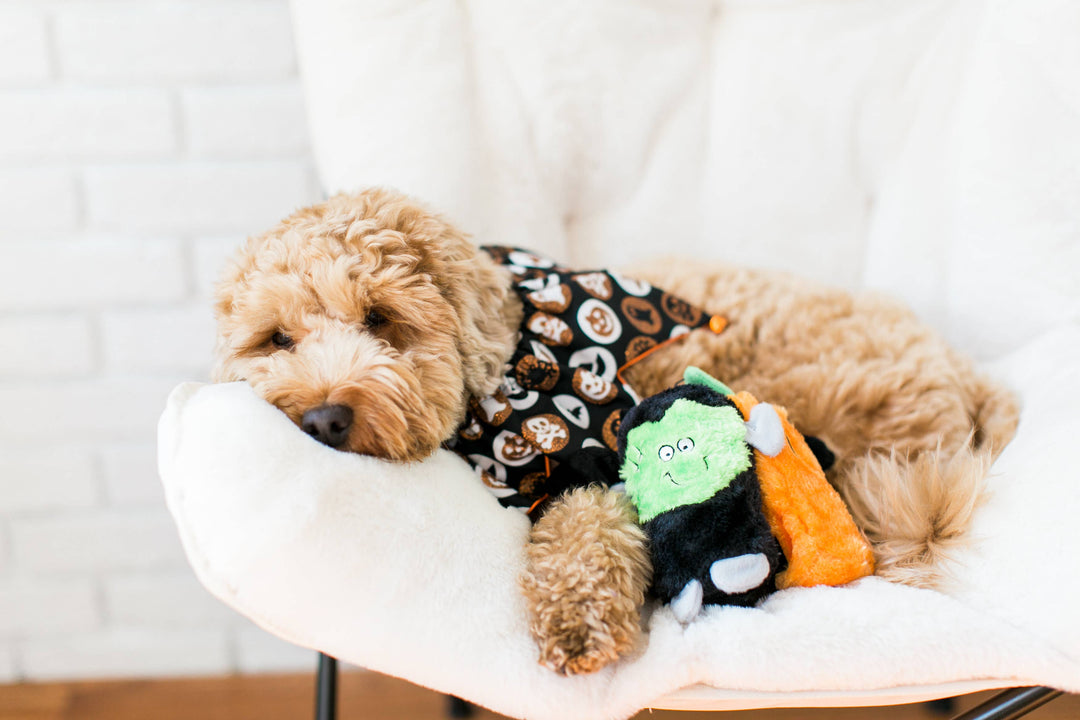 Squeakie Buddies Frankenstein, Pumpkin, Bat Dog Toy