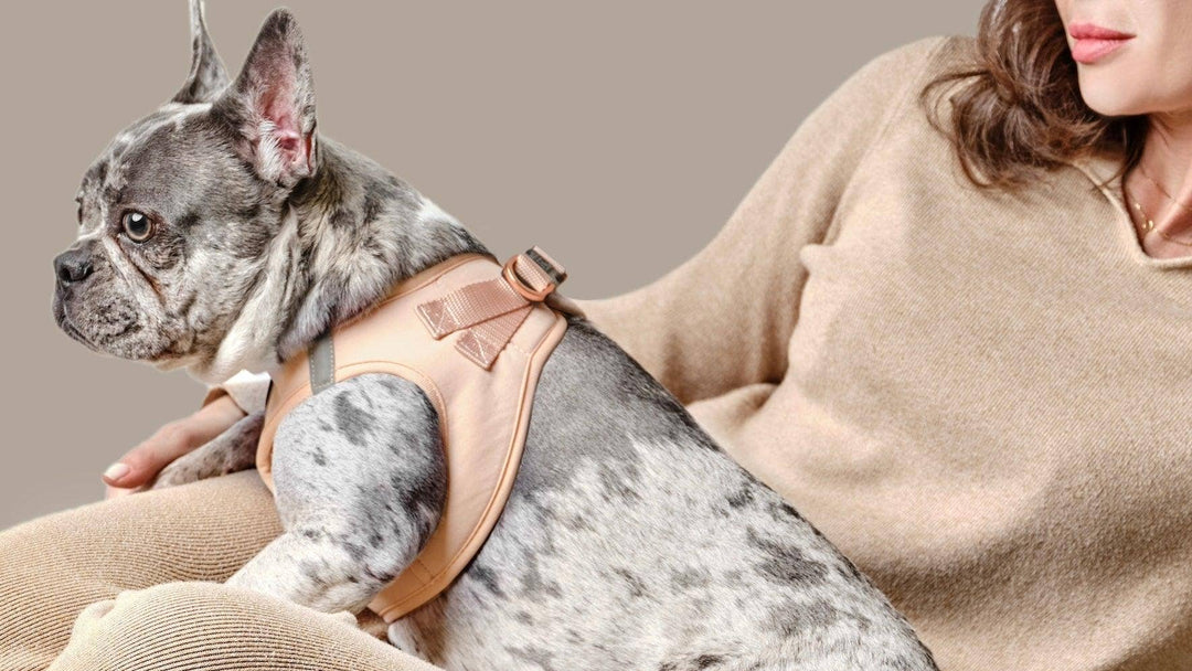 SoHo Dog Harness - Dune