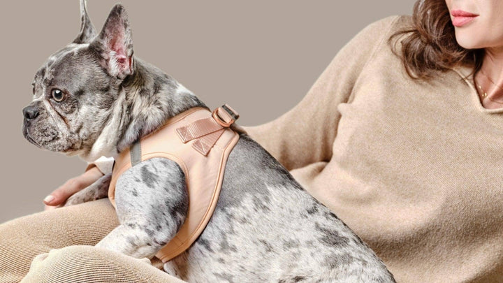 SoHo Dog Harness - Dune