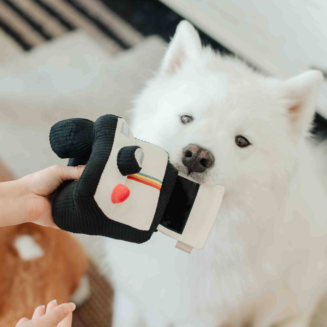 Instant Camera Enrichment Dog Toy