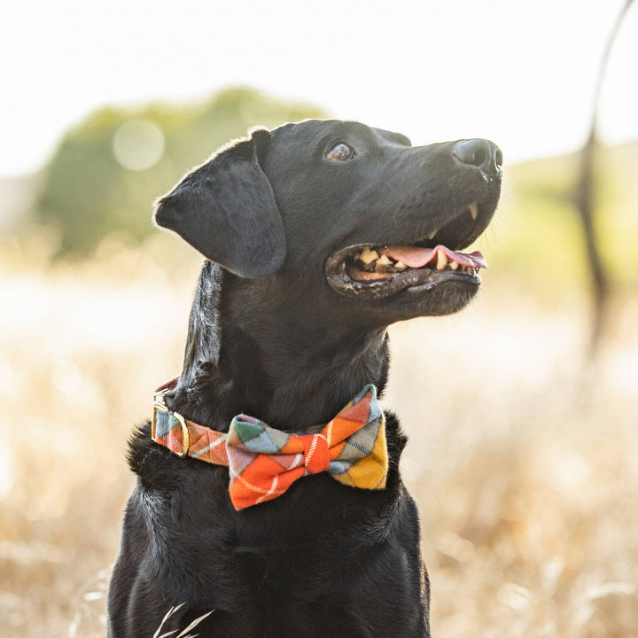 Buchanan Plaid Fall Dog Bow Tie