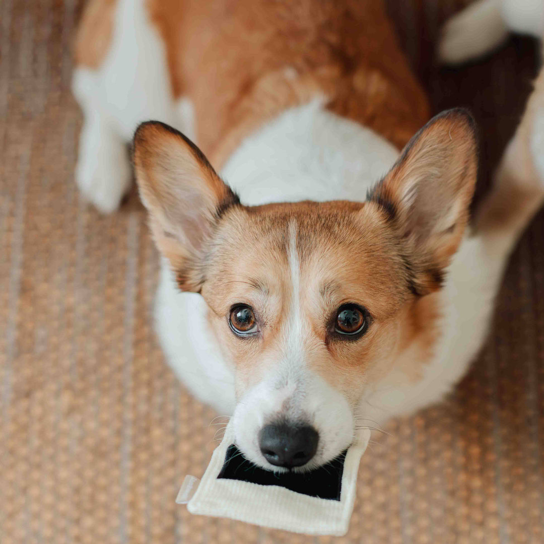 Instant Camera Enrichment Dog Toy