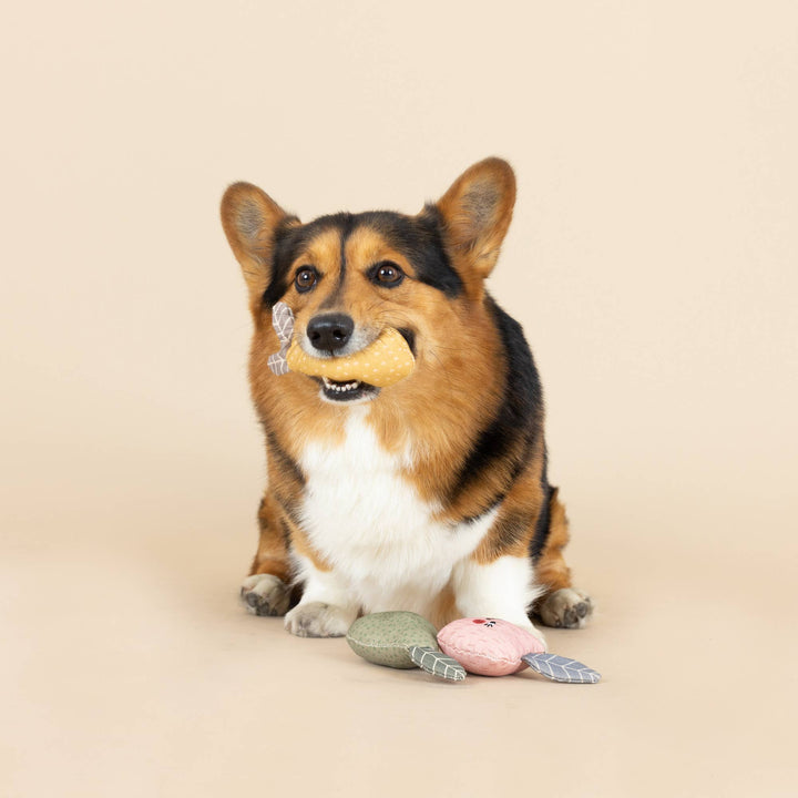FRESHLY PICKED CANVAS 3PC DOG TOY SET