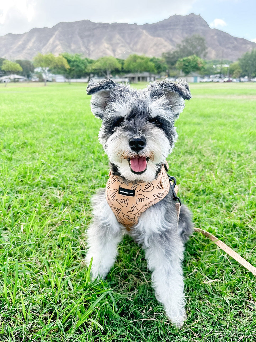 Harness - Shaka Latte