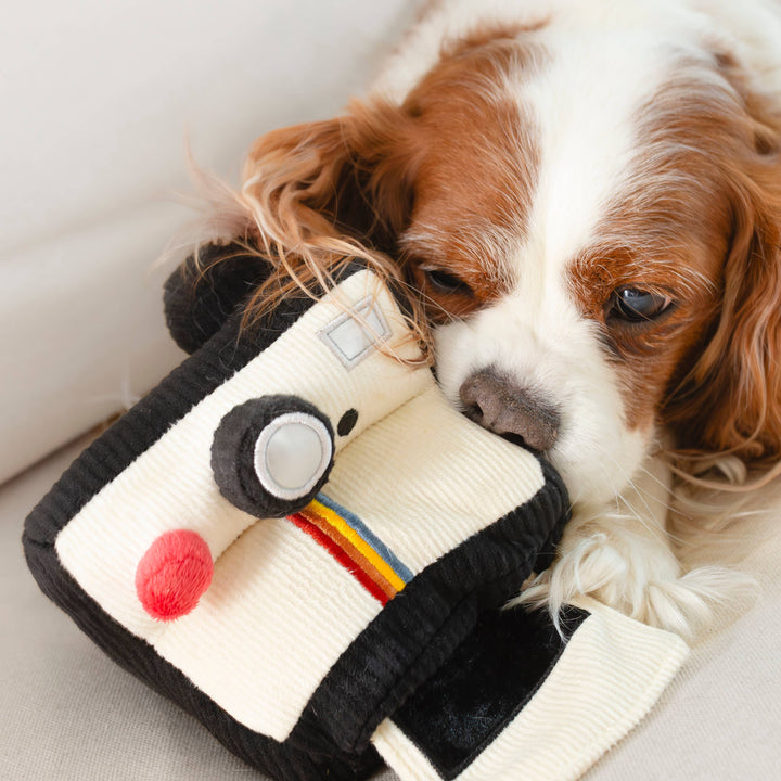 Instant Camera Enrichment Dog Toy
