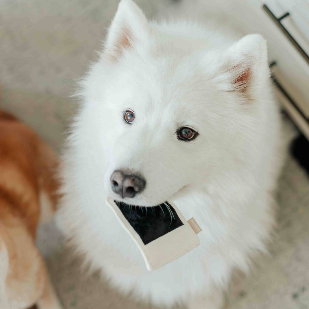 Instant Camera Enrichment Dog Toy
