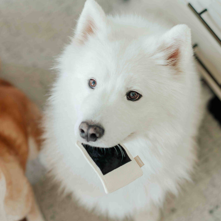 Instant Camera Enrichment Dog Toy