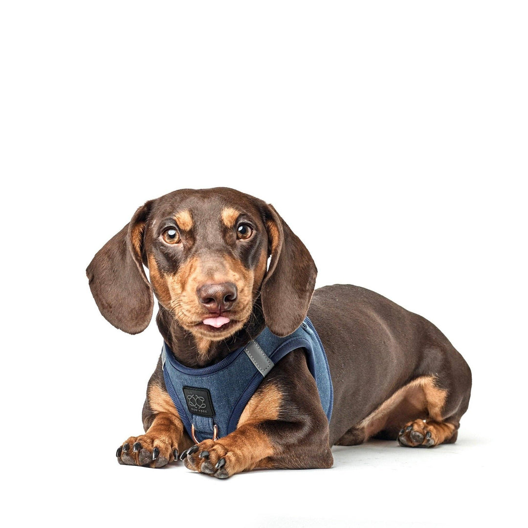 SoHo Dog Harness Denim