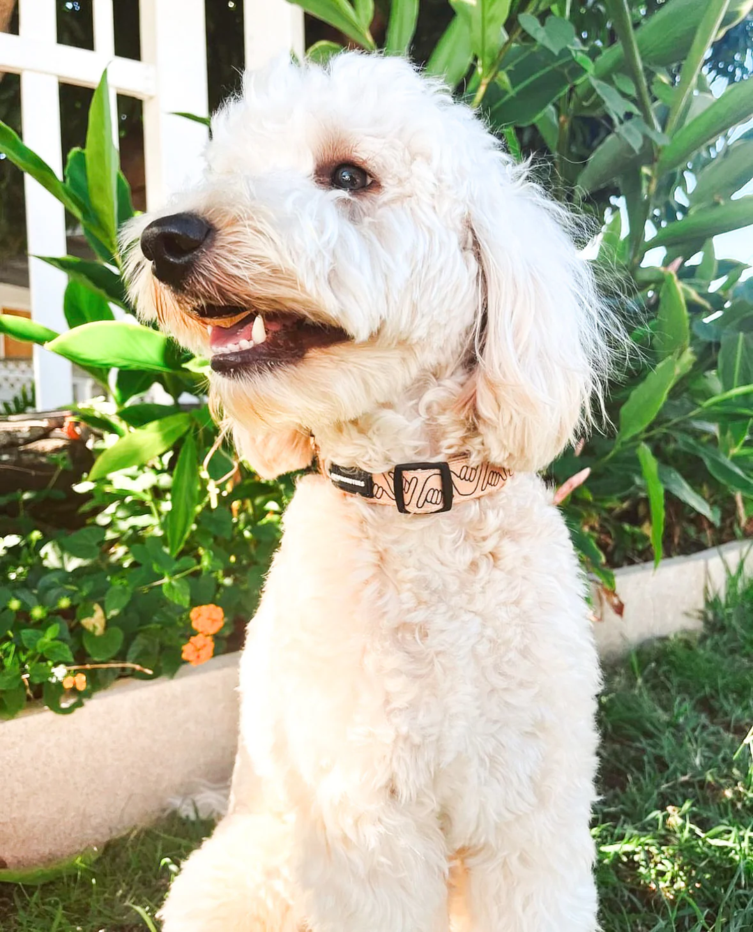 Collar - Shaka Latte