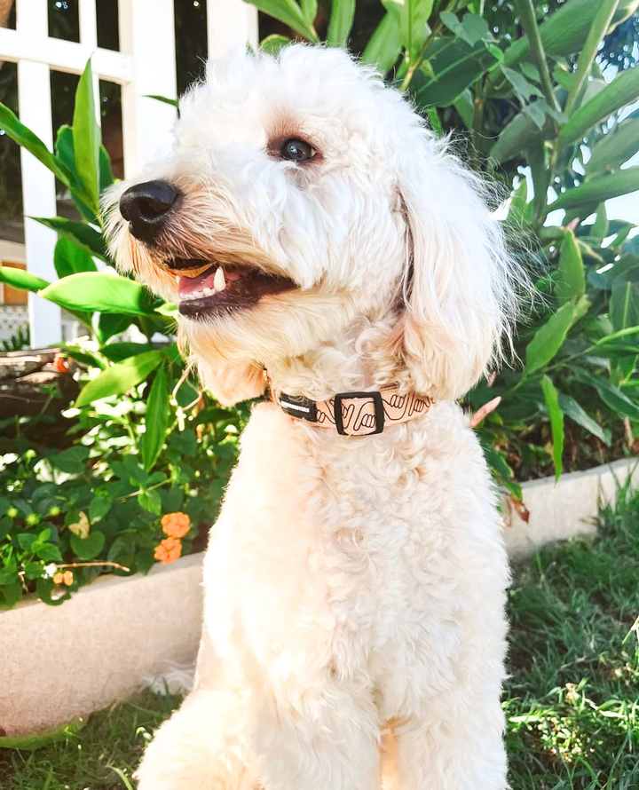 Collar - Shaka Latte