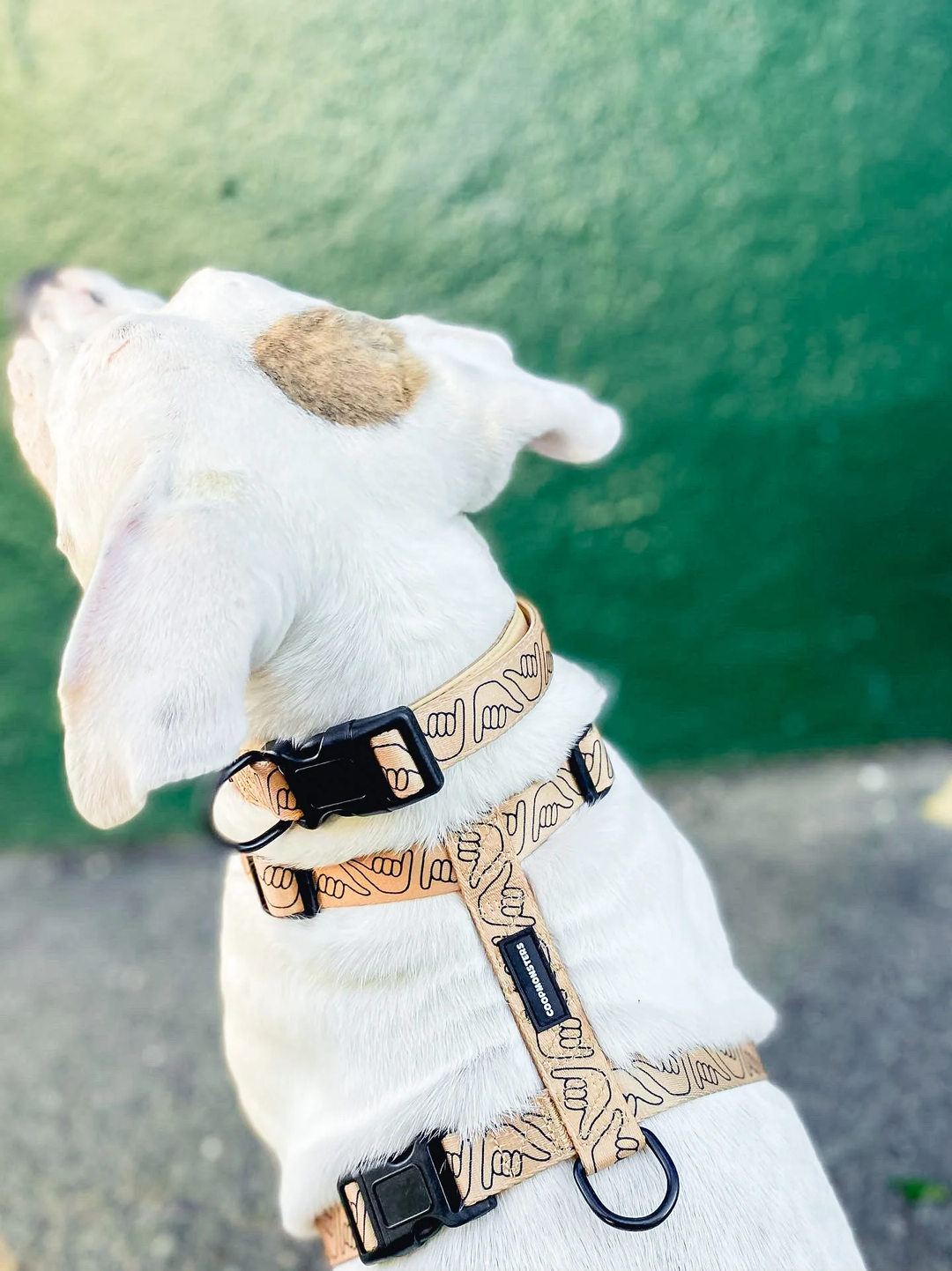 Collar - Shaka Latte