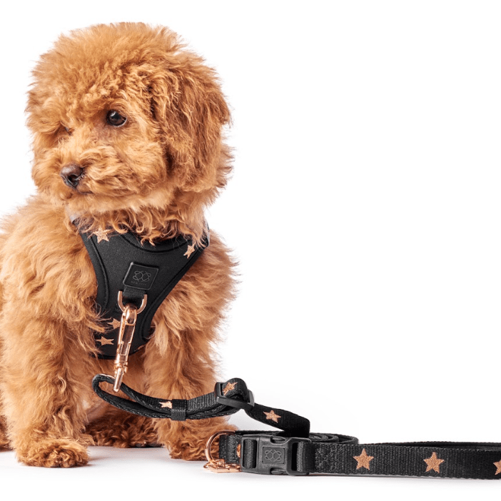 3-in-1 City Dog Leash - Rockstar
