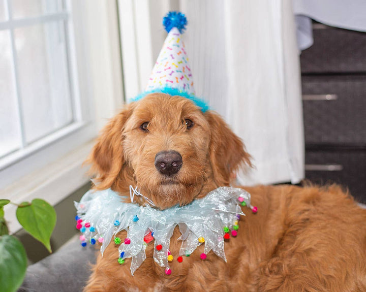 Party Pom Pom Collar Blue Small